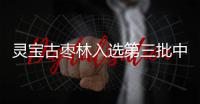 灵宝古枣林入选第三批中国重要农业文化遗产
