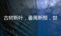 古树新叶，番禺新颜，世界地球日做好垃圾分类，守护绿色约定