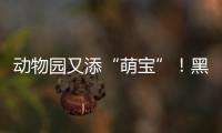 动物园又添“萌宝”！黑毛白眉猴首次在郑州繁殖