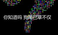 你知道吗 狗尾巴草不仅是恋爱神奇还是一剂中药