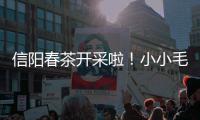 信阳春茶开采啦！小小毛尖茶，富了村美了乡