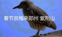 春节赏梅来郑州 紫荆山公园等两场梅展持续半个多月