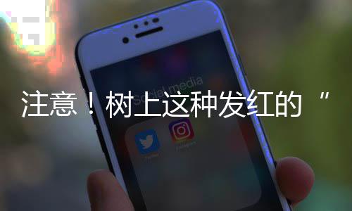 曝快船欲五年顶薪续约保罗 疯狂撒钱只为留双核 ...这是注意种腊梅果