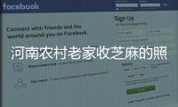 河南农村老家收芝麻的照片，你还熟悉吗？
