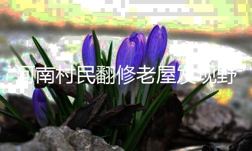 河南开启“速冻”模式 全省飘雪局地中到大雪 整个灵芝高30多厘米