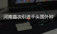 河南首次引进千头国外种猪 从法国“打飞的”入豫