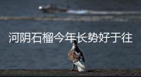 河阴石榴今年长势好于往年 甜度更高价格预期上扬