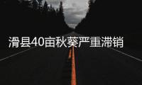 滑县40亩秋葵严重滞销 当地很多人不知道这是啥