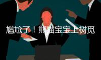 尴尬了！熊猫宝宝上树觅食被卡半空中