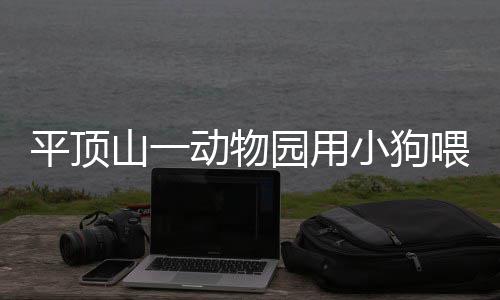 河南首次试水求职“私人订制”服务 狗蟒跟动物园没有关系