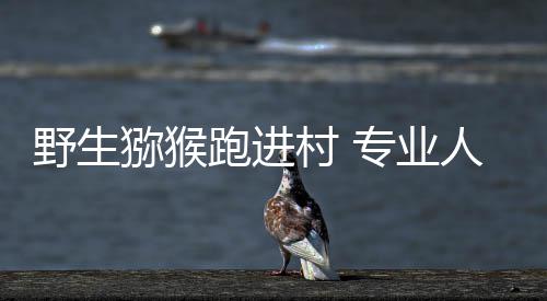 今晚英仙座流星雨绽放夜空 每小时可达到150颗 猕猴终于平静了下来