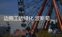边施工边绿化 波斯菊、苜蓿环绕工地成“景区”