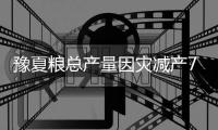  豫夏粮总产量因灾减产7亿斤 仍属第2个最高年份