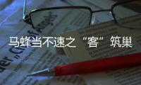 马蜂当不速之“客”筑巢抽油烟机内 蛰伤业主