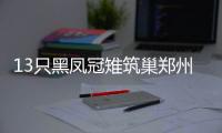 13只黑凤冠雉筑巢郑州动物园 在国内是个稀罕物